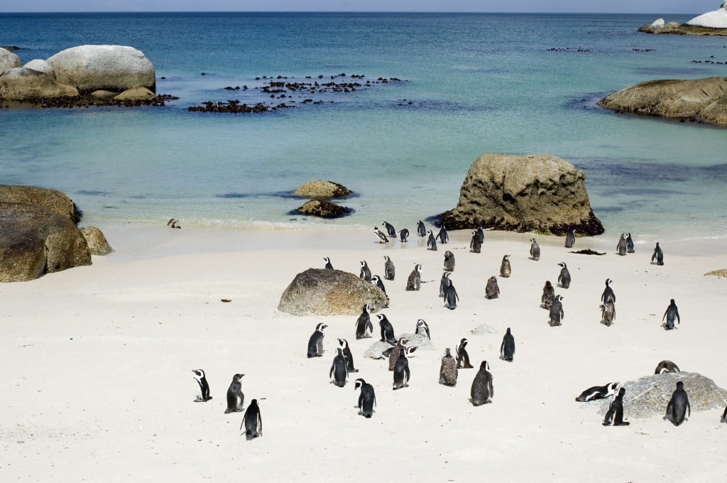 Boulders Beach, South Africa Penguins, Entrance Fee,