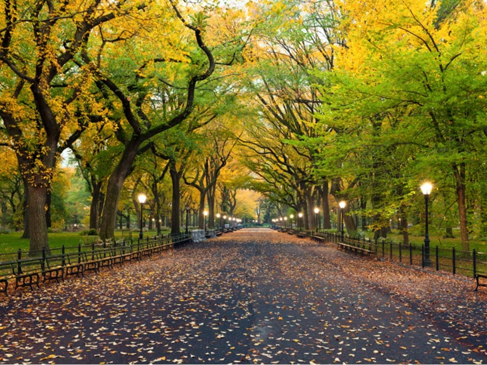 Information about Central Park in New York - All you need to know