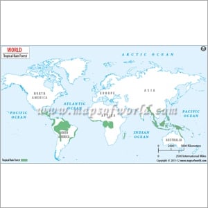 Rainforest World Map