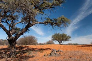 The seemingly infinite semi-arid deserts of Kalahari offer unique experiences and unspoiled nature. A land of extremes, droughts and harsh weather, Kalahari also supports a variety of plants and wildlife, including black-maned lions, hyenas, cheetahs, lions, leopards, zebras, and flamingos.