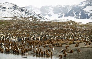 the South Georgia and South Sandwich Islands are uninhabited islands used as research stations and formerly whaling stations.