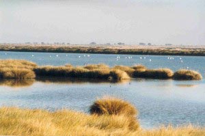 Wetlands at Doñana National Park