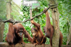 Singapore Zoo