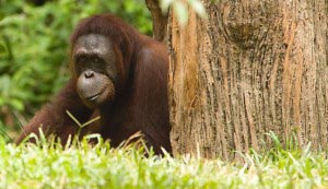 Singapore Zoo