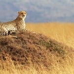 African Safari Travel Information