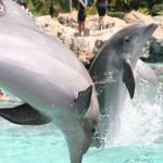 A Dolphin at SeaWorld in Orlando