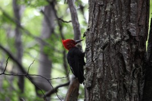 Tierra del Fuego National Park Birds