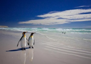 Falkland Islands (Islas Malvinas)