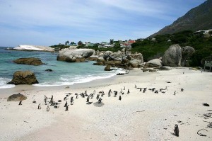 Boulder Beach - African Penguin Colony