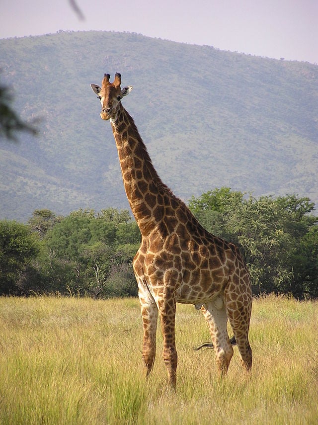 A bull giraffe at the Central Kalahari Game Reserve, Botswana