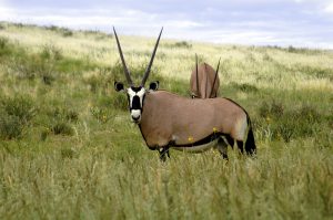 Kgalagadi Transfrontier Park