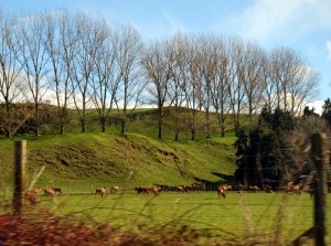 Greenery in Taupo, New Zealand