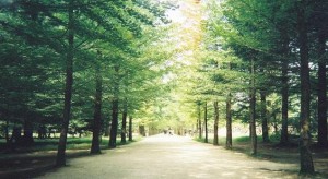 Nami Island