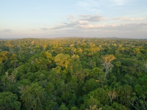 Amazon Rainforest Photo