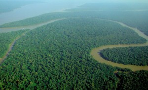 Amazon Rainforest Picture