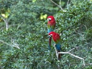 Amazon Rainforest Birds Image