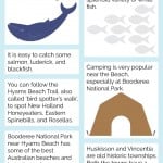 Hyams Beach Infographic