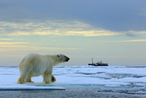 Polar Bear Tour in USA