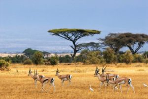 Kenya Travel Image