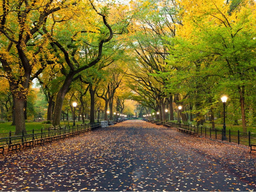 Park - centrum Central-Park-New-York-City