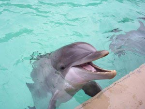 A Dolphin at SeaWorld in Orlando