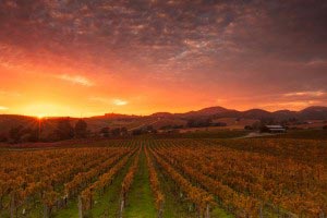 A picture of Napa Valley in California