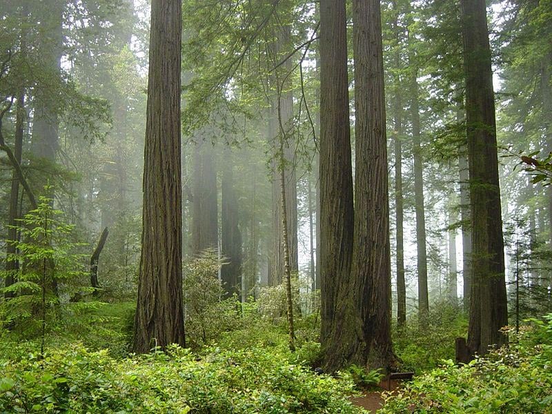 Redwood National and State Parks in California