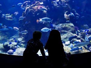 Sao Paulo Aquarium, Brazil