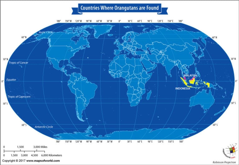 Page 140 Of 215 History And Geography FAQs And Answers   World Map Countries Where Orangutans Are Found 768x529 