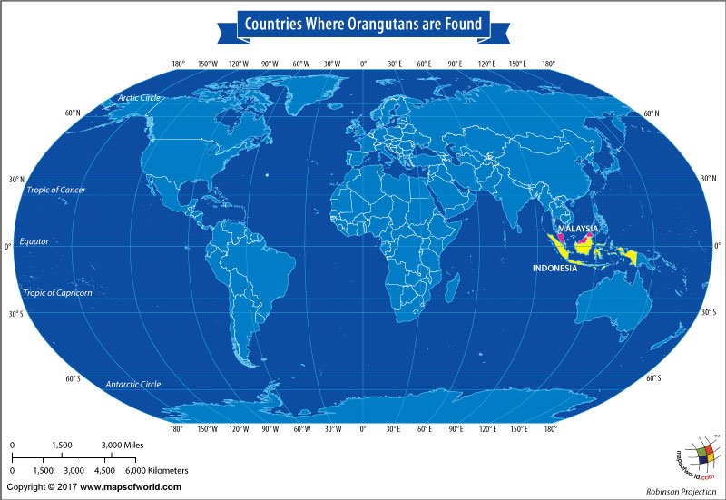 In What Countries Are Orangutans Found Answers   World Map Countries Where Orangutans Are Found 