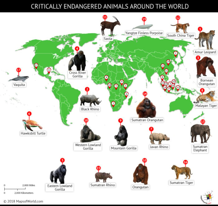 World map depicting locations of critically endangered animals