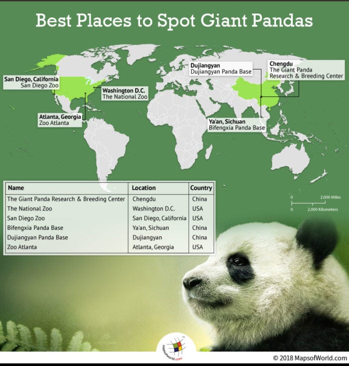What are the best places to spot Giant Pandas? Answers