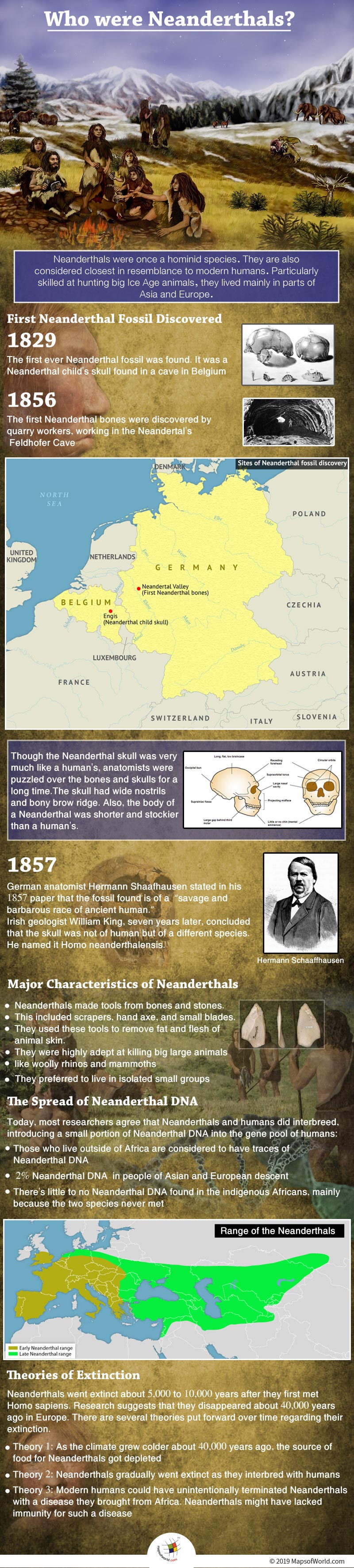 Infographic Showing Details on Neanderthals