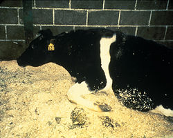 March 25 1996 - The Veterinary Committee of the European Union Bans the Export of British Beef