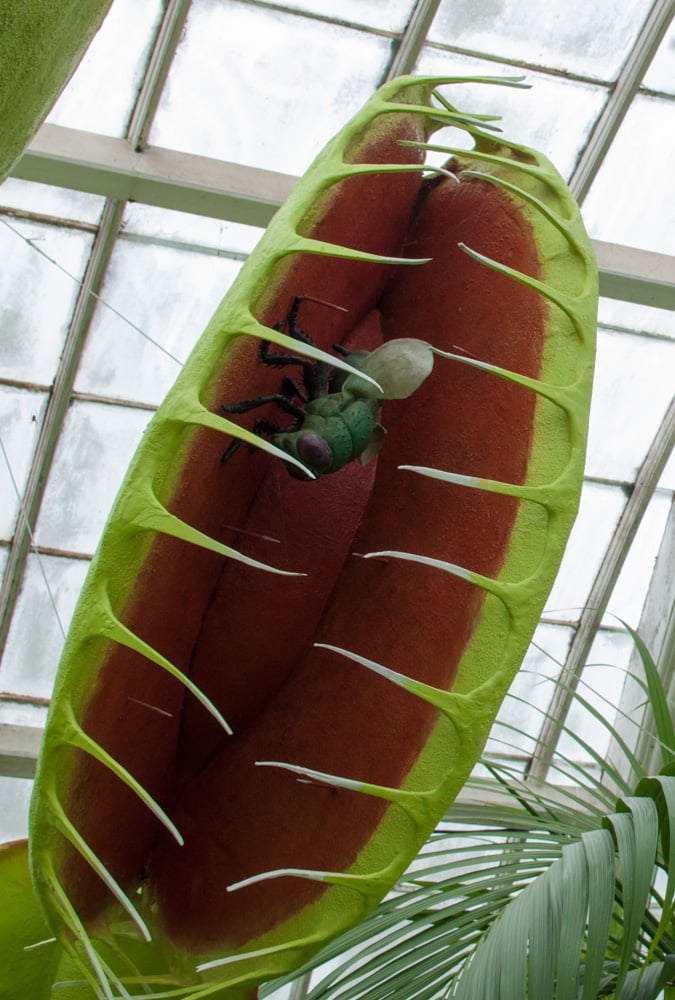 The giant (fake) Venus Fly Trap - Not Audrey II 