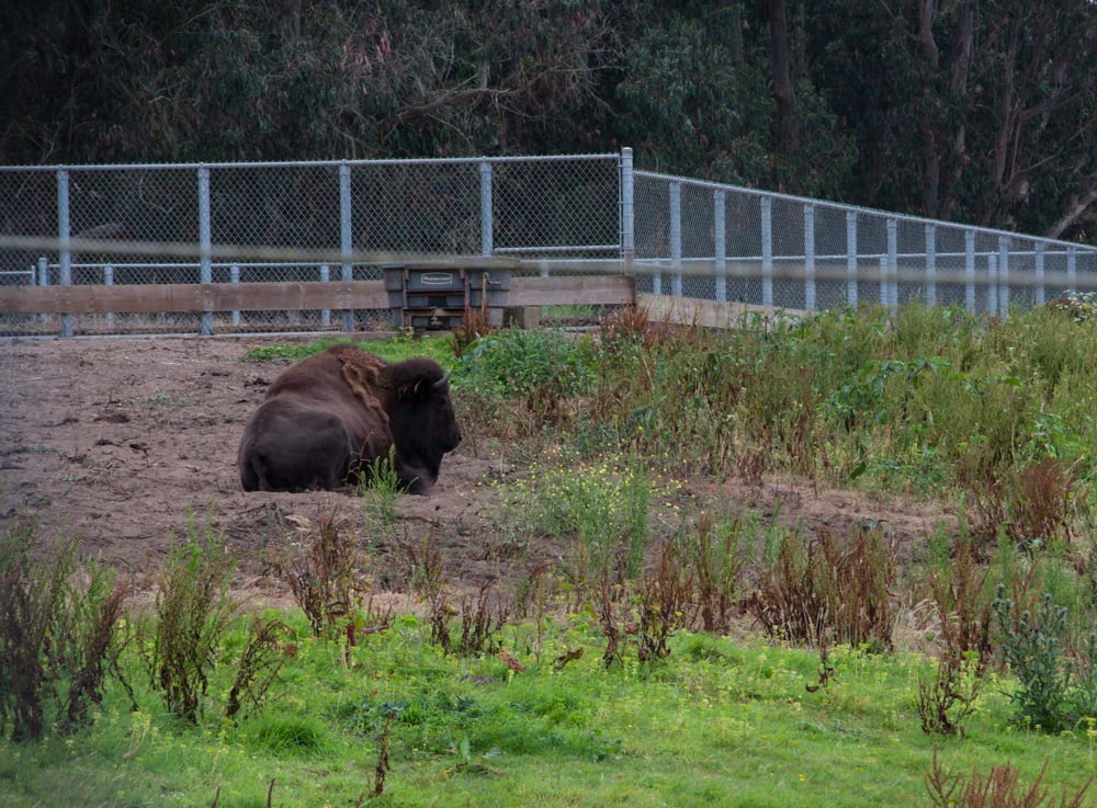 The bison paddock from the main road 