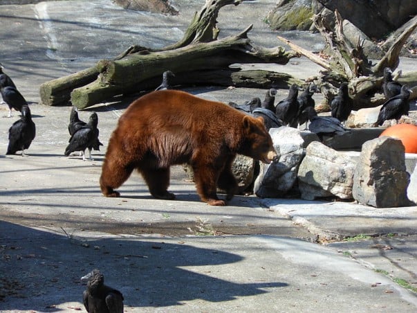 Bear Mountain Zoo
