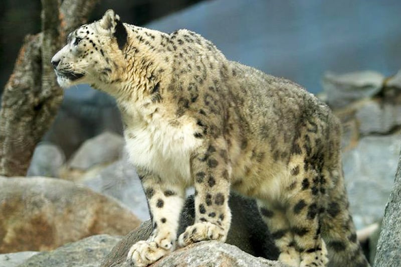 Hemis National Park (or-snow-leopard)