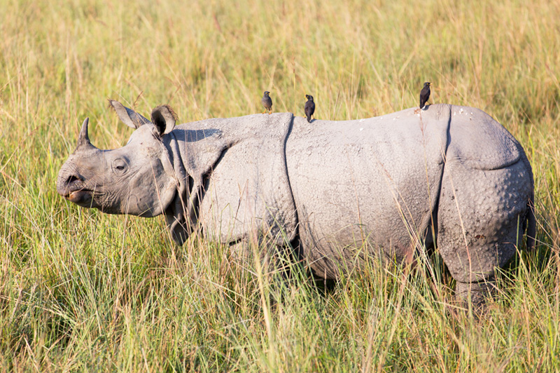 Kaziranga National Park Assam