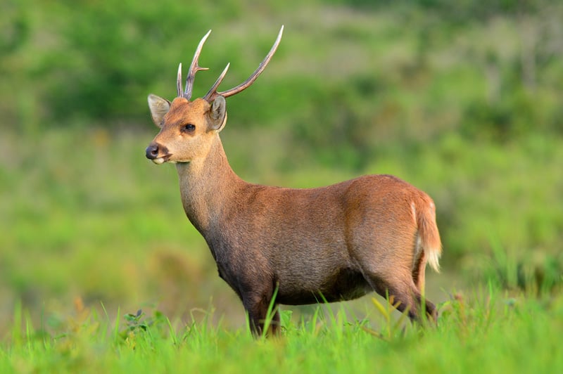 Keibul Lamjao National Park Manipur