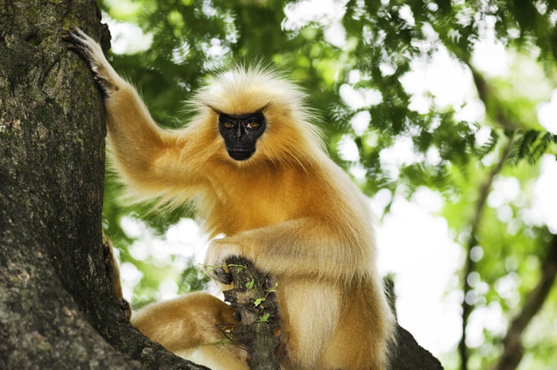 Manas National Park Assam