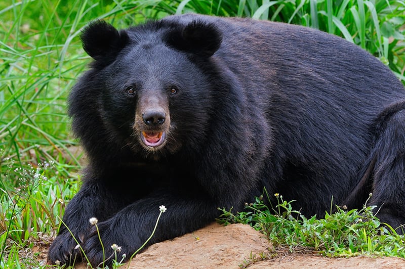 Murlen National Park Mizoram