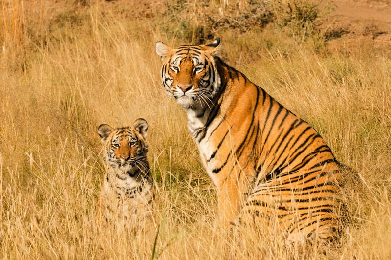 Tadoba Andhari Tiger Reserve