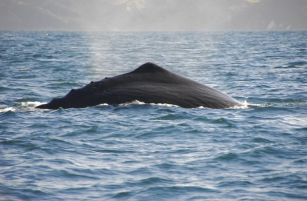 Sperm Whale at Kaikoura, New Zealand