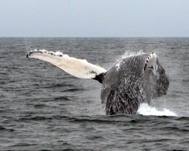 Whale at Cape Cod