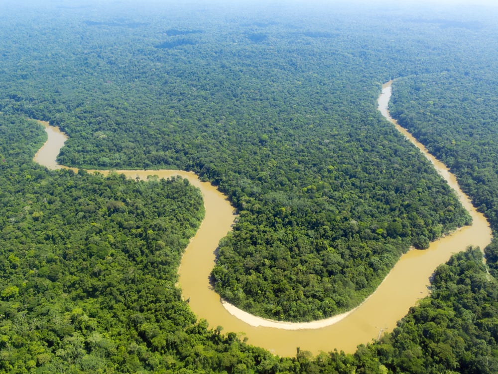 Amazon Rain Forest image