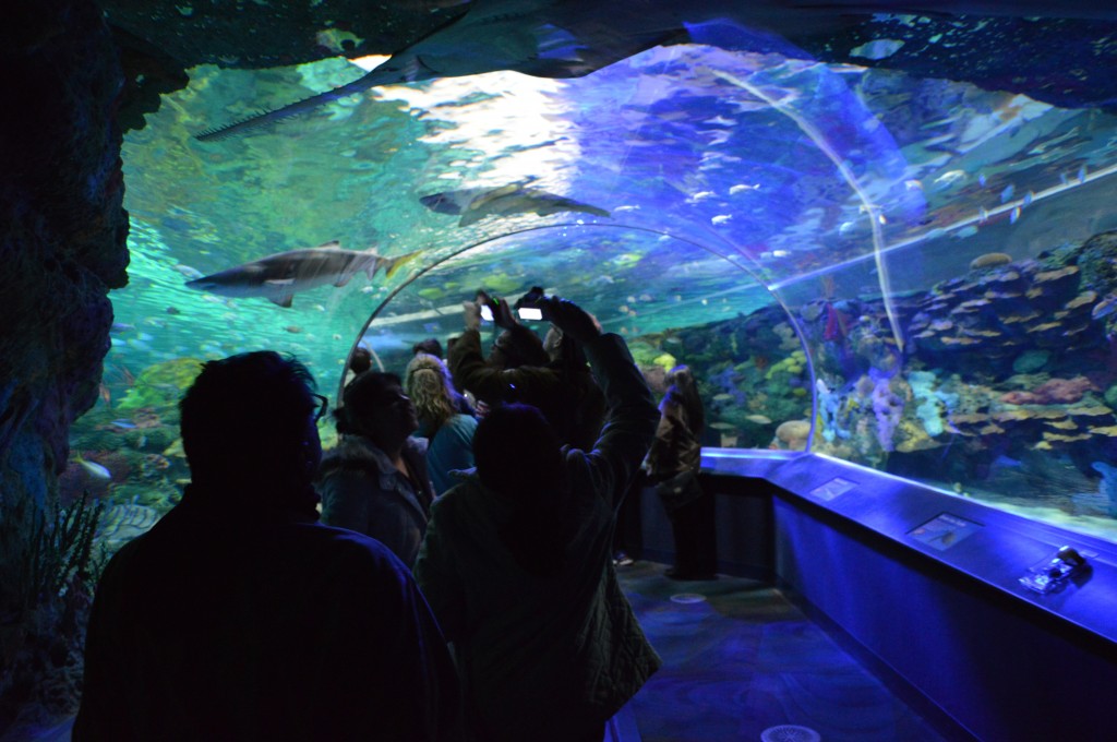 Ripley's Aquarium, Toronto, Canada | Photo Gallery
