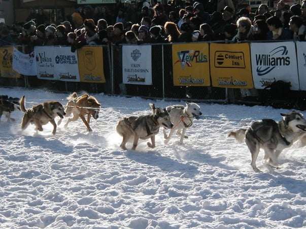 Watch the Sled Dog Race at Alaska 