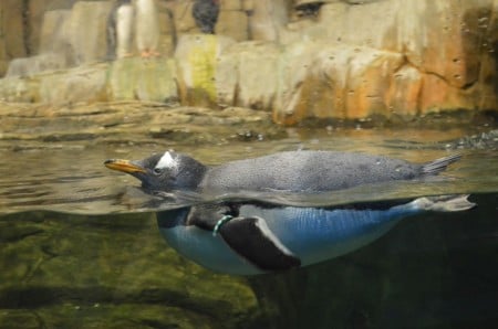 Montreal Biodome – Displaying The Diversity Of Nature - Mapsofworld.com 