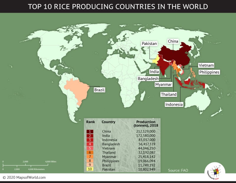 Top Ten Countries With Most Rice Producing Countries